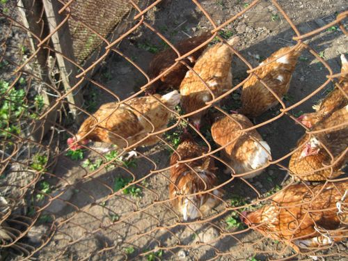 Можно ли сыпать золу под крыжовник