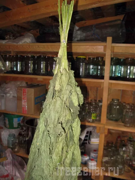 Веник из крапивы